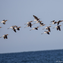 American Avocet-07