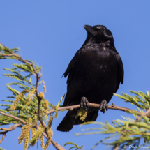 American Crow-05