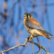 American Kestrel-29
