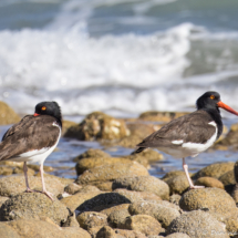 American Oystercatcher-02
