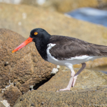 American Oystercatcher-06