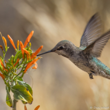 Anna's Hummingbird-02