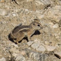 Antelope squirrel-01