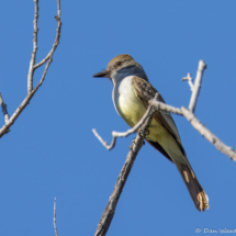 Ash-throated Flycatcher-02