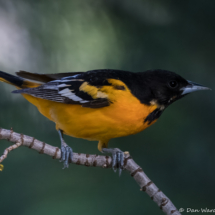 Baltimore Oriole-Male-11