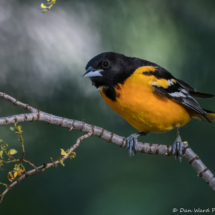 Baltimore Oriole-Male-15