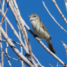 Bell's Vireo-07