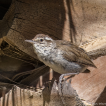 Bewick's Wren-05