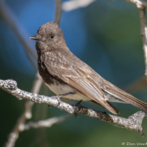 Black Phoebe-07