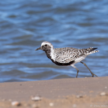 Black-bellied Plover-02