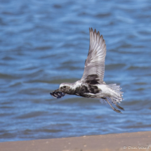 Black-bellied Plover-03