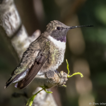 Black-chinned Hummingbird-Male-02