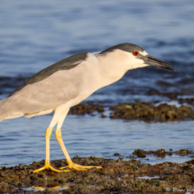 Black-crowned Night Heron-08