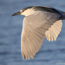 Black-crowned Night Heron-11