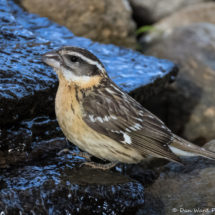Black-headed Grosbeak-33