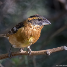 Black-headed Grosbeak-62