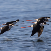 Black-necked Stilt-02