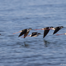 Black-necked Stilt-03