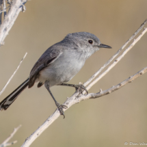 Black-tailed Gnatcatcher-05
