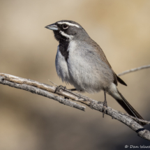 Black-throated Sparrow-04