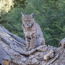 Bobcat-07