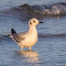 Bonaparte's Gull-03