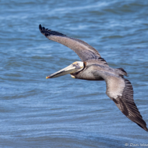Brown Pelican-01
