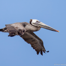 Brown Pelican-03