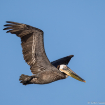 Brown Pelican-14