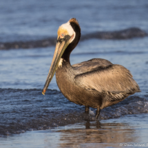 Brown Pelican-23
