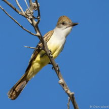 Brown-crested Flycatcher-05
