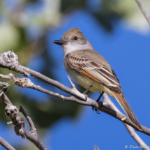 Brown-crested Flycatcher-16