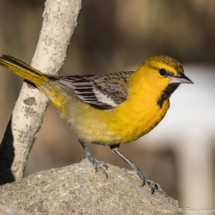 Bullock's Oriole-03