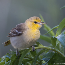 Bullock's Oriole-Female-04