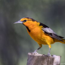Bullock's Oriole-Male-06