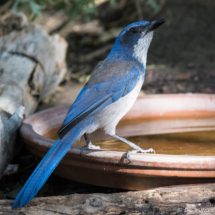 California Scrub Jay-17