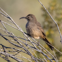 California Thrasher-01