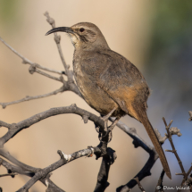 California Thrasher-03