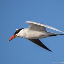 Caspian Tern-12