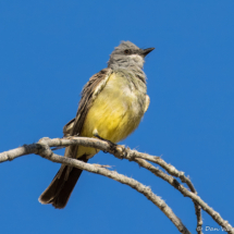 Cassin's Kingbird-05