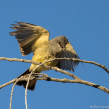 Cassin's Kingbird-08