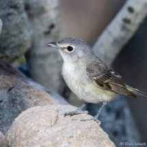 Cassin's Vireo-08
