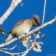 Cedar Waxwing-07