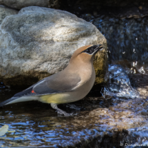 Cedar Waxwing-10