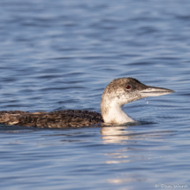 Common Loon-06