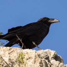 Common Raven-06