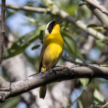 Common Yellowthroat-Male-04