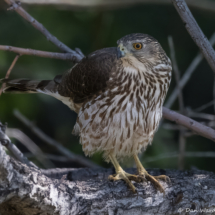 Cooper's Hawk-12