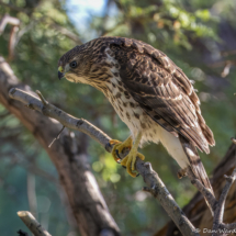 Cooper's Hawk-33