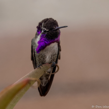 Costa's Hummingbird-Male-01